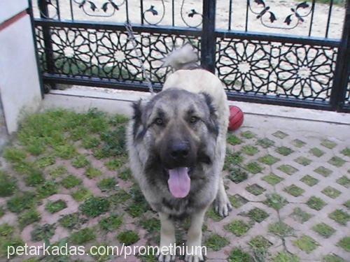 korsan Erkek Kangal