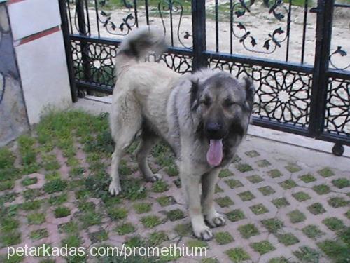 korsan Erkek Kangal