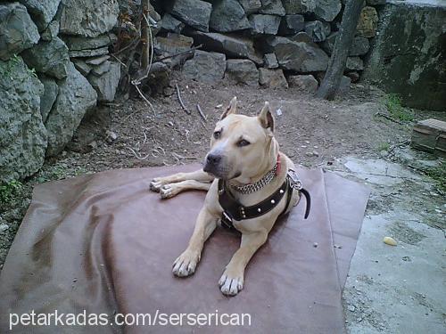 zeyna Dişi Amerikan Pitbull Terrier