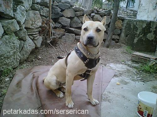 zeyna Dişi Amerikan Pitbull Terrier