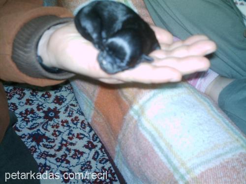 zeytin Dişi Chihuahua