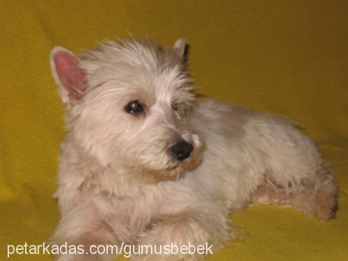 gİzmo Erkek West Highland White Terrier