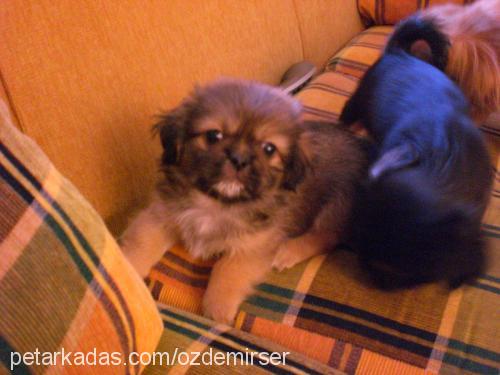 duman Erkek Tibetli Spaniel