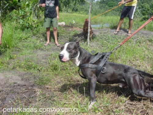 bulut Erkek Amerikan Pitbull Terrier