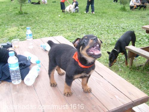 badi Erkek Rottweiler