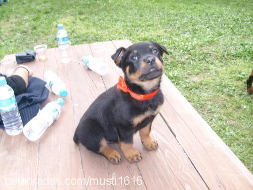 badi Erkek Rottweiler