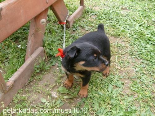 badi Erkek Rottweiler