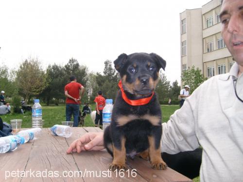 badi Erkek Rottweiler