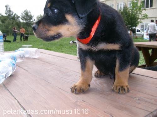 badi Erkek Rottweiler