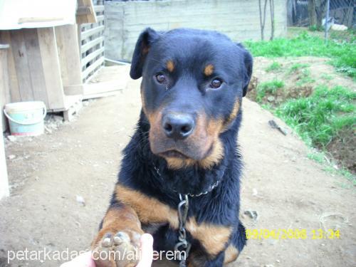 daf Erkek Rottweiler