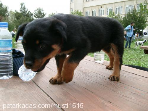 badi Erkek Rottweiler