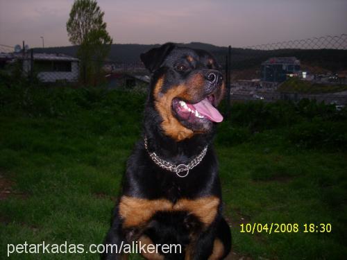 daf Erkek Rottweiler