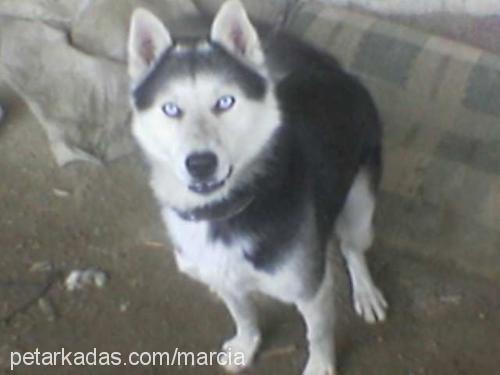 enfi Erkek Sibirya Kurdu (Husky)