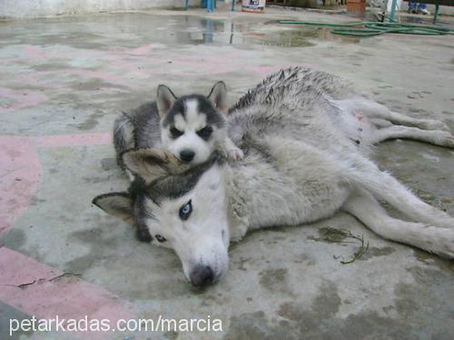 enfi Erkek Sibirya Kurdu (Husky)