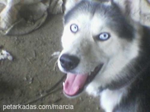 enfi Erkek Sibirya Kurdu (Husky)