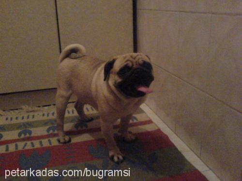 Şakİr Erkek Pug