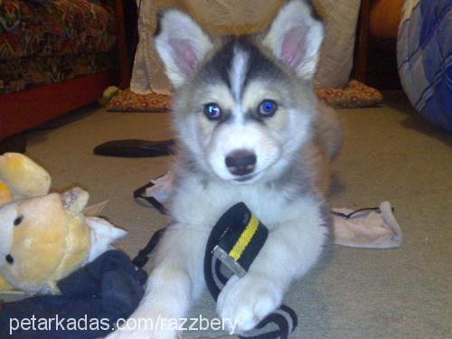 ice Erkek Alaskan Malamute