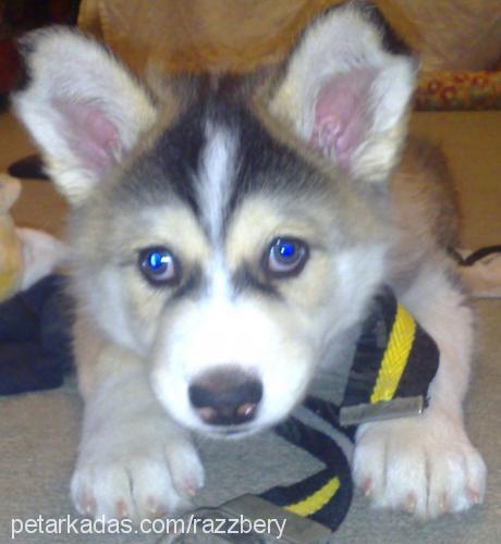 ice Erkek Alaskan Malamute