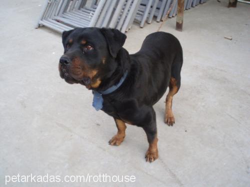 zeyna Dişi Rottweiler