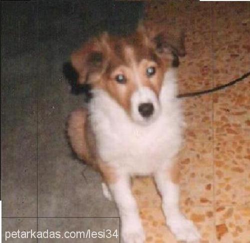 carlos Erkek Collie