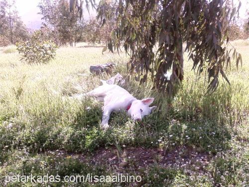 lisa Dişi Sibirya Kurdu (Husky)