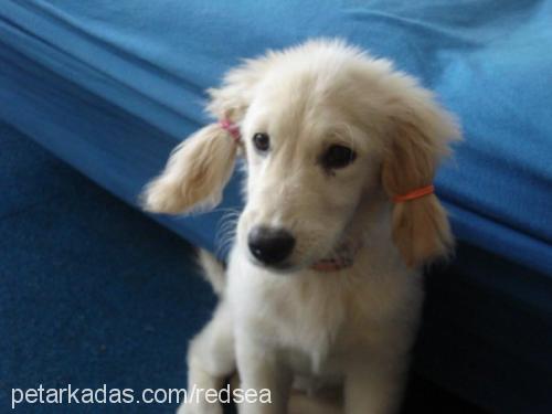 badem Dişi Golden Retriever