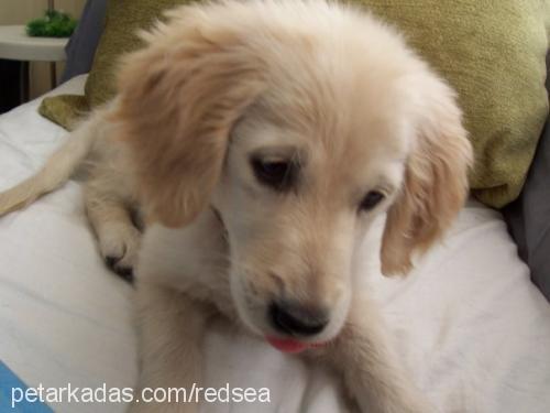 badem Dişi Golden Retriever