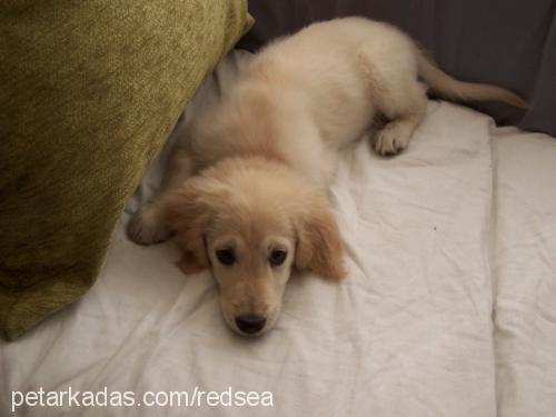 badem Dişi Golden Retriever