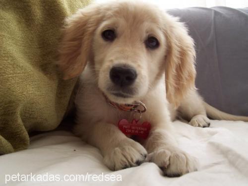 badem Dişi Golden Retriever