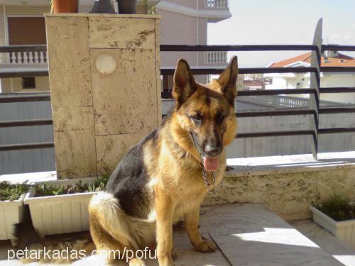 coffee Dişi Alman Çoban Köpeği