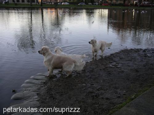 hayat Dişi Golden Retriever