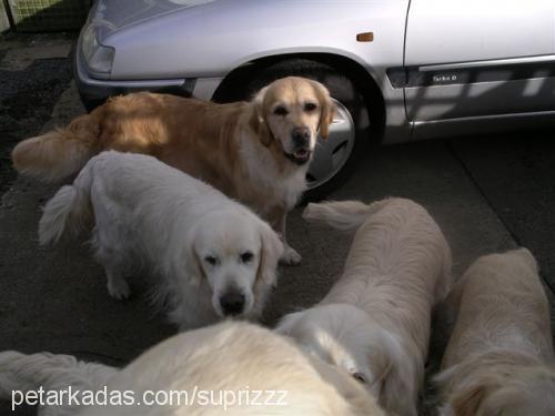 hayat Dişi Golden Retriever