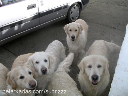 hayat Dişi Golden Retriever