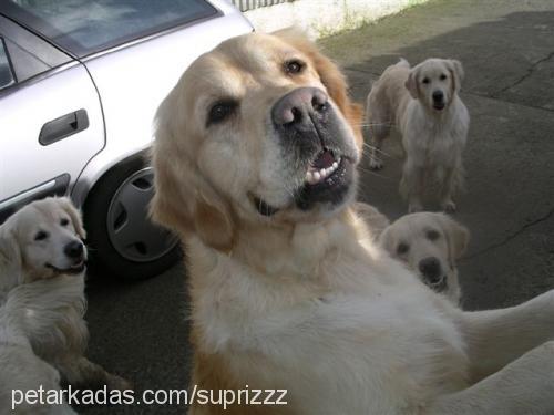 hayat Dişi Golden Retriever