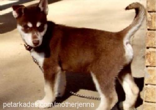 jenna Dişi Sibirya Kurdu (Husky)