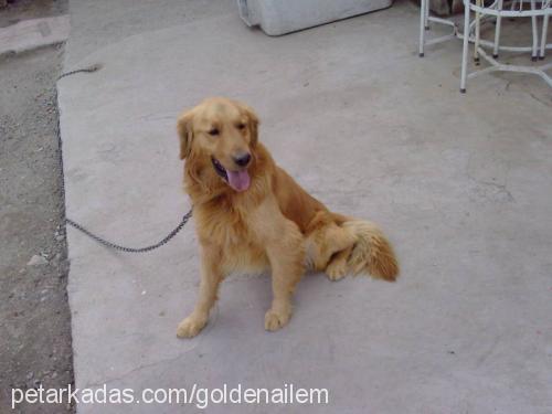 rex Erkek Golden Retriever