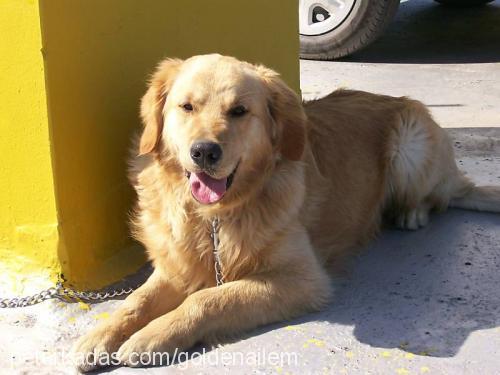 rex Erkek Golden Retriever