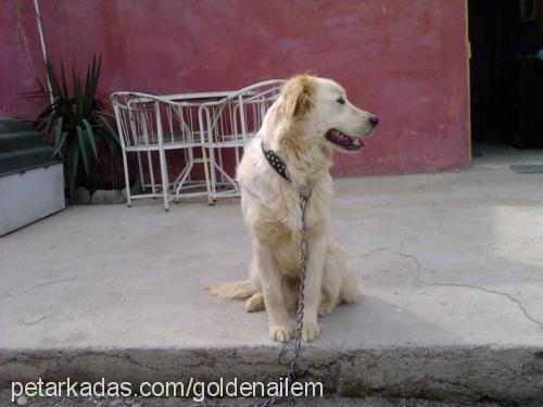 beyaz Dişi Golden Retriever