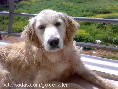 beyaz Dişi Golden Retriever