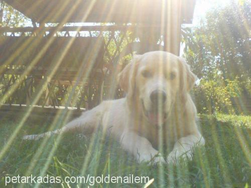 beyaz Dişi Golden Retriever