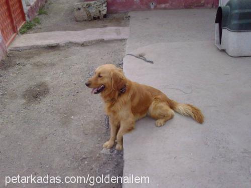 rex Erkek Golden Retriever