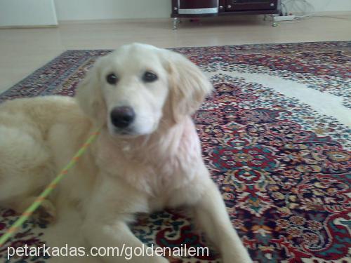 -ada- Dişi Golden Retriever