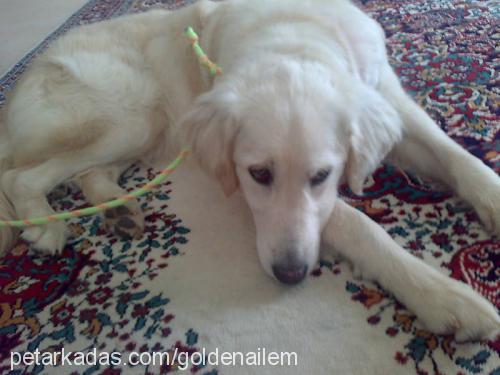 -ada- Dişi Golden Retriever