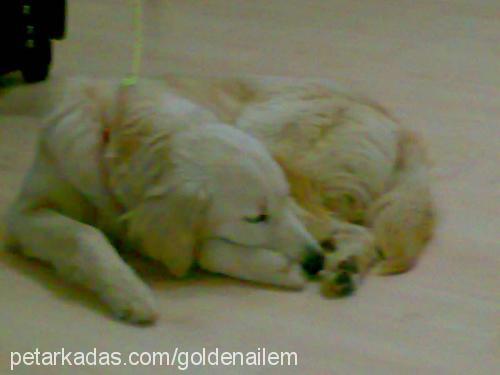 -ada- Dişi Golden Retriever