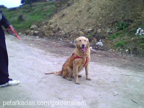 -kahve- Dişi Golden Retriever