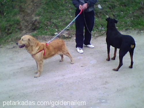 -kahve- Dişi Golden Retriever