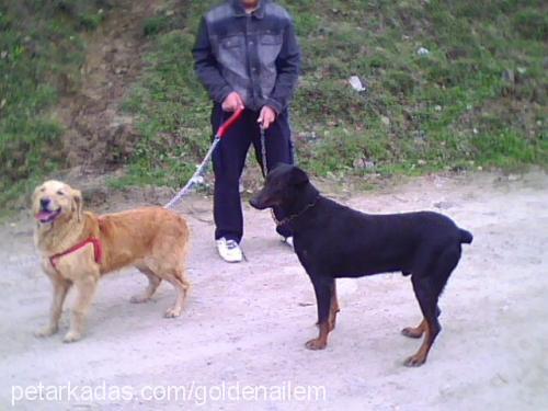 -kahve- Dişi Golden Retriever