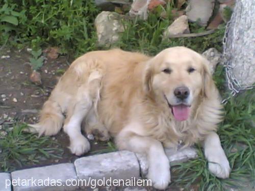 rex Erkek Golden Retriever