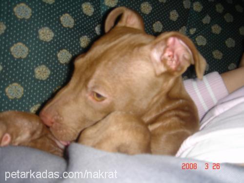 ares Erkek Amerikan Pitbull Terrier