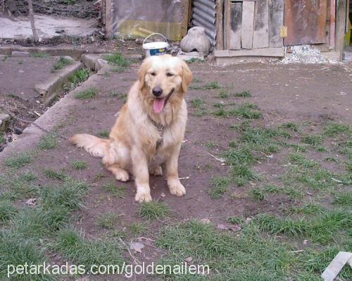 beyaz Dişi Golden Retriever